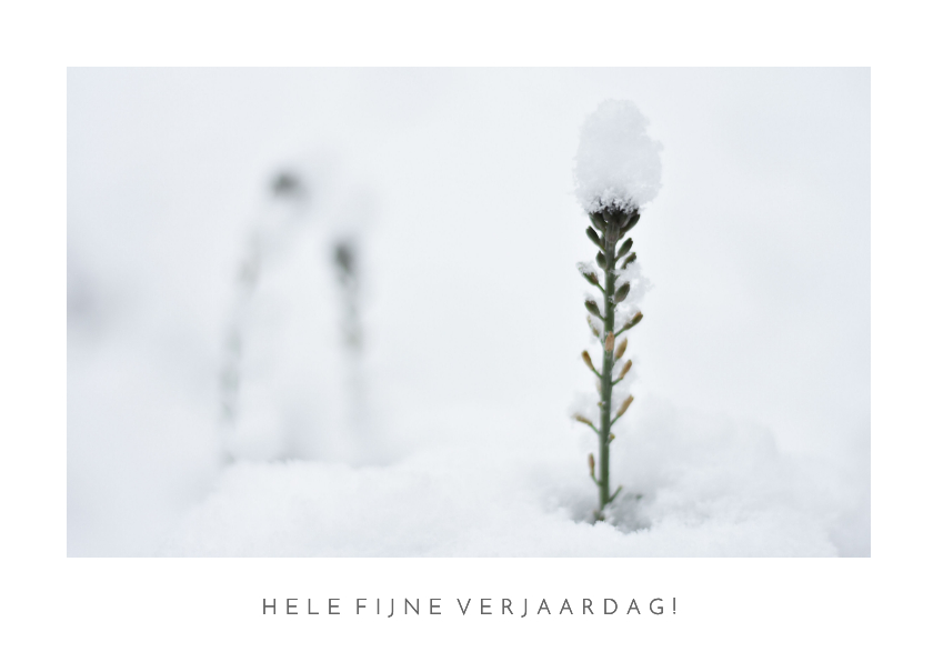 Verjaardagskaarten - Verjaardags ansichtkaart met natuurfoto in de winter