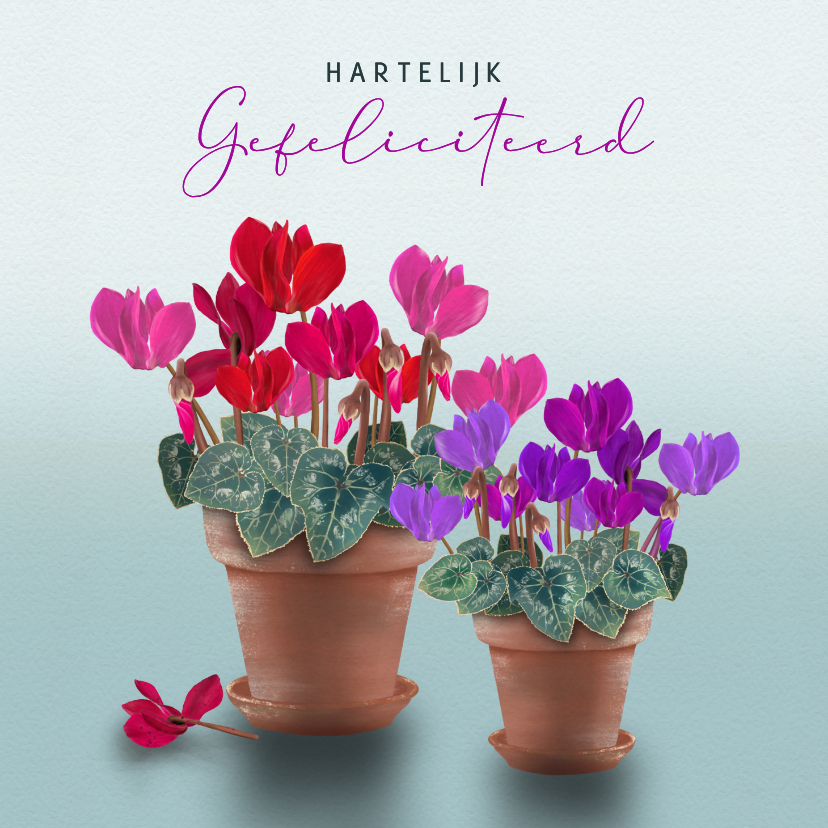 Verjaardagskaart Cyclamen in terracotta pot - Verjaardagskaarten Verjaardagskaarten - Verjaardagskaart Cyclamen in terracotta pot