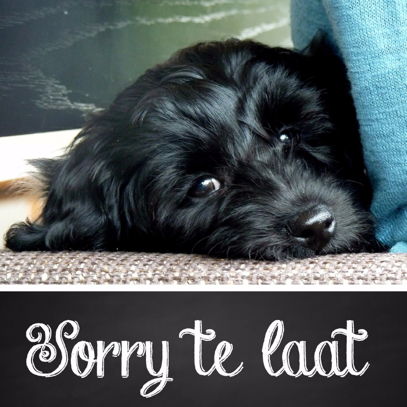 Verjaardagskaarten - Verjaardagskaart hond sorry te laat
