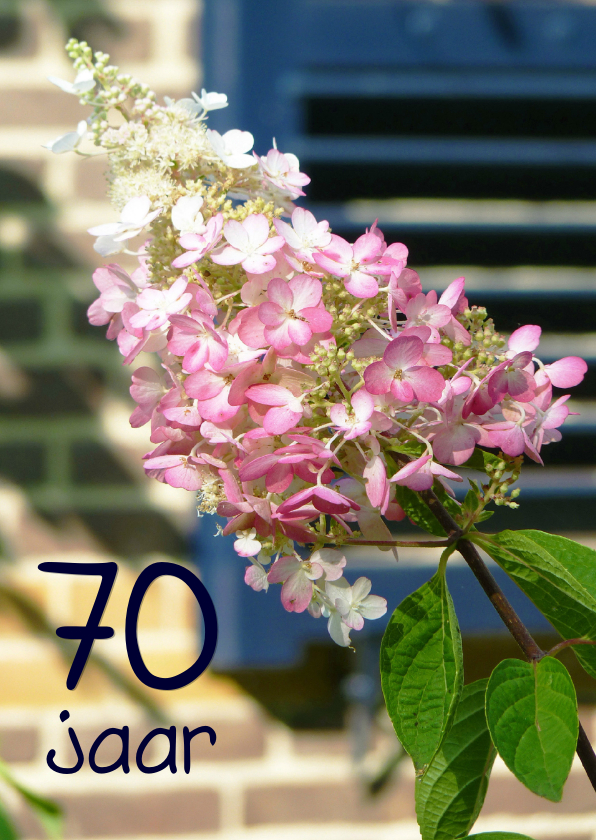 Verjaardagskaarten - Verjaardagskaart Hortensia 70 jaar
