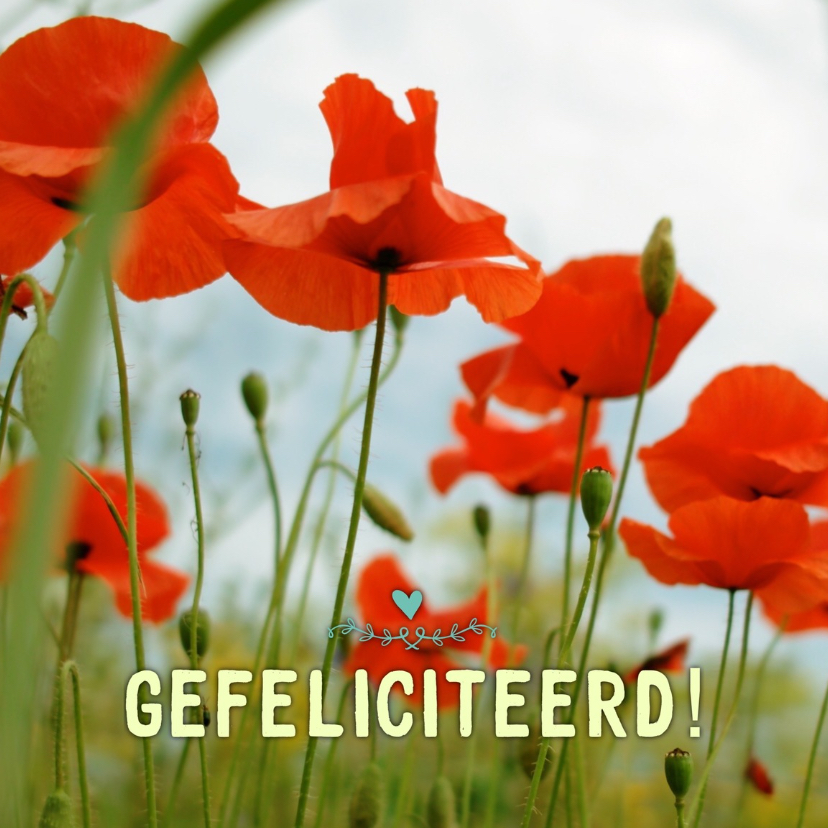 Verjaardagskaart klaprozen - LB - Verjaardagskaarten Verjaardagskaarten - Verjaardagskaart klaprozen - LB