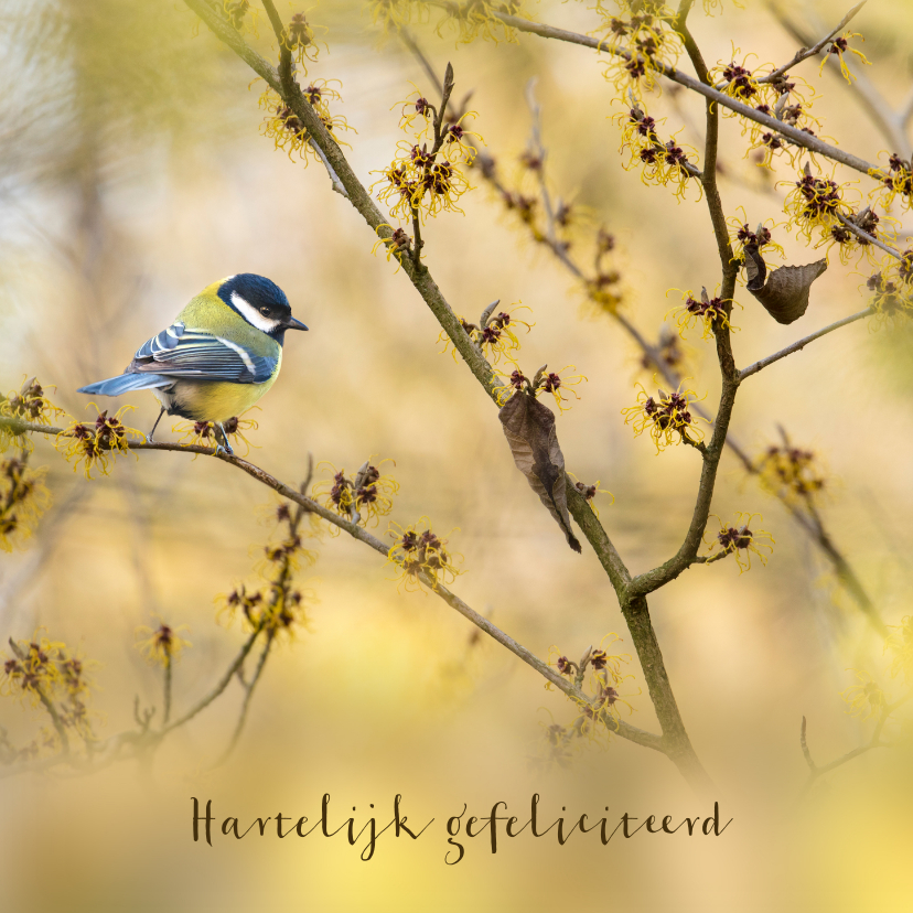 Verjaardagskaarten - Verjaardagskaart koolmees op tak Hamamelis