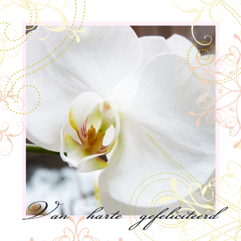 Verjaardagskaart Orchidee elegant - Verjaardagskaarten Verjaardagskaarten - Verjaardagskaart Orchidee elegant