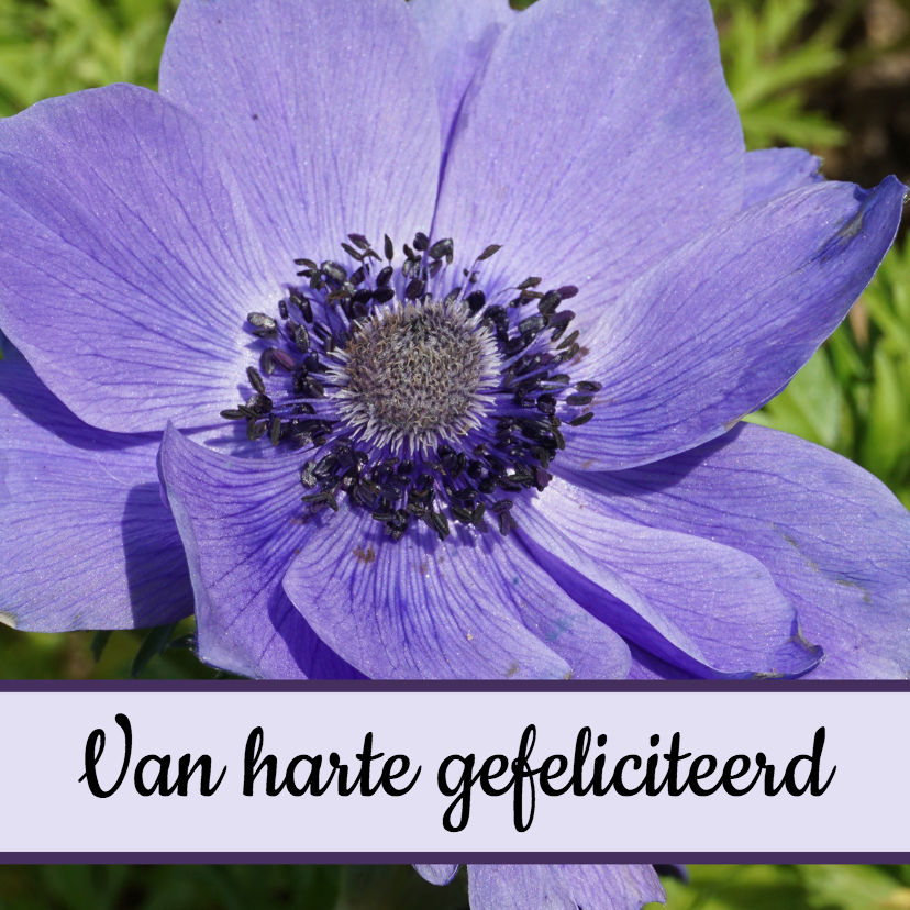 Verjaardagskaart paarse bloem - SK - Verjaardagskaarten Verjaardagskaarten - Verjaardagskaart paarse bloem - SK