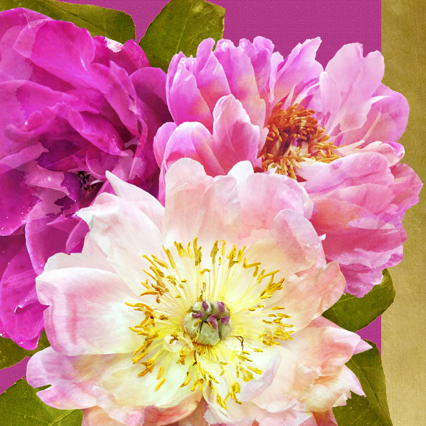 Verjaardagskaart pioenrozen boeket roze - Verjaardagskaarten Verjaardagskaarten - Verjaardagskaart pioenrozen boeket roze