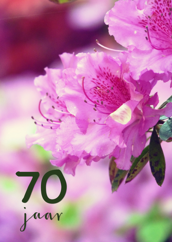 Verjaardagskaart rhododendron 70 - Verjaardagskaarten Verjaardagskaarten - Verjaardagskaart rhododendron 70