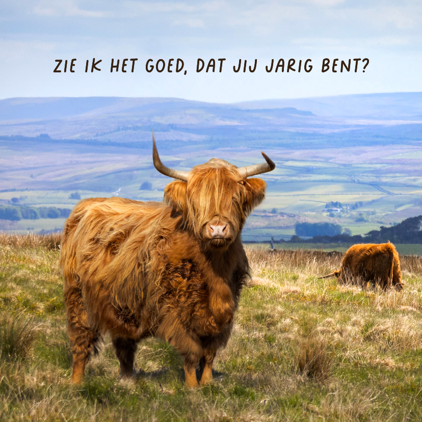 Verjaardagskaart Schotse hooglander - Verjaardagskaarten Verjaardagskaarten - Verjaardagskaart Schotse hooglander