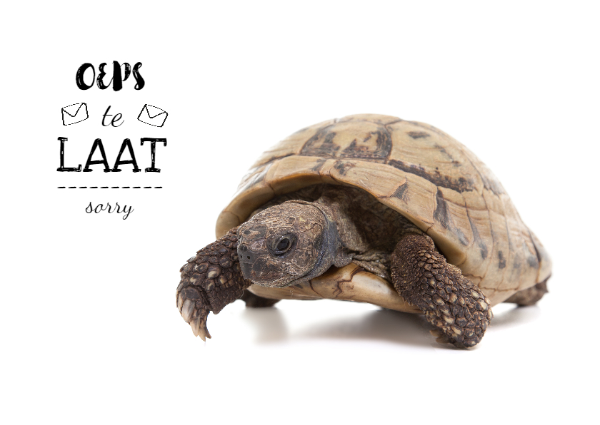 Verjaardagskaarten - Verjaardagskaart - te laat - schildpad