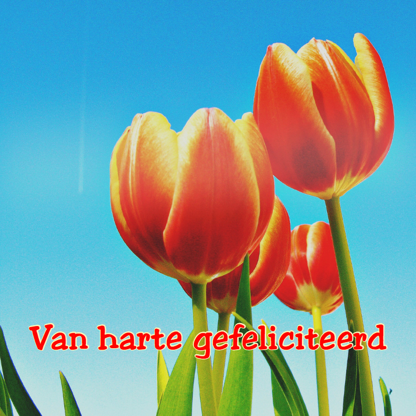 verjaardagskaart tulp IV -LB - Verjaardagskaarten Verjaardagskaarten - verjaardagskaart tulp IV -LB