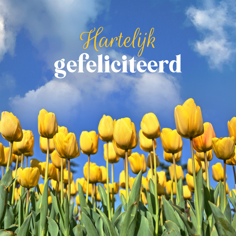 Verjaardagskaart tulpen veld geel blauw gefeliciteerd - Verjaardagskaarten Verjaardagskaarten - Verjaardagskaart tulpen veld geel blauw gefeliciteerd