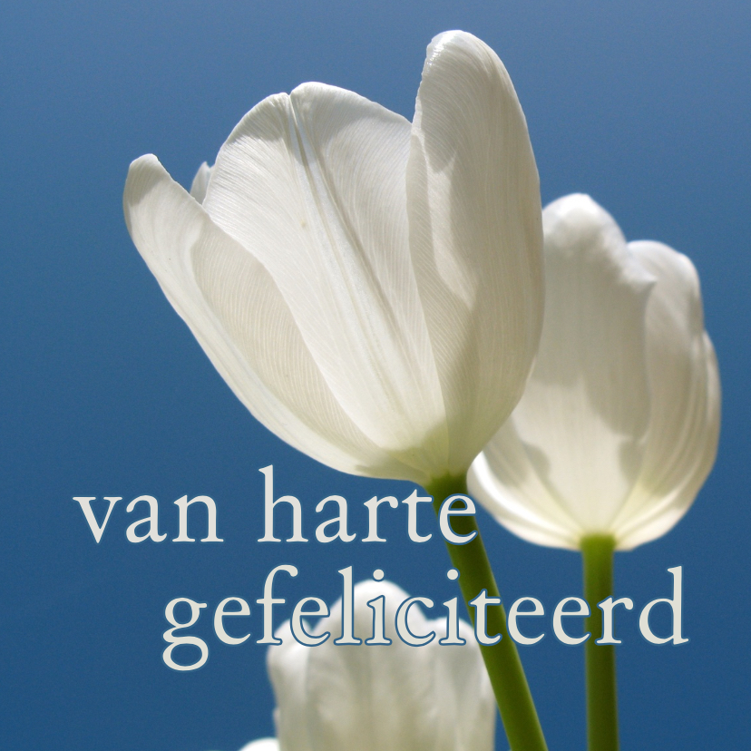 verjaardagskaart tulpen XI -LB - Verjaardagskaarten Verjaardagskaarten - verjaardagskaart tulpen XI -LB