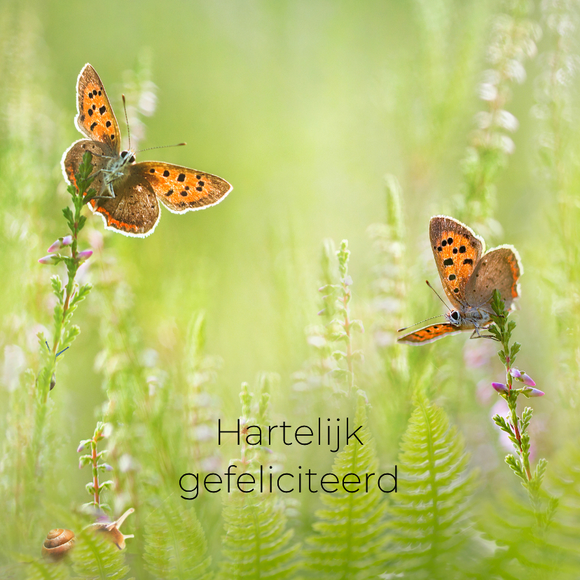 Verjaardagskaart vlinders in de zomer - Verjaardagskaarten Verjaardagskaarten - Verjaardagskaart vlinders in de zomer