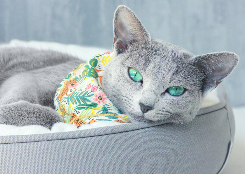 Verjaardagskat met grijze kat met groene ogen en bandana - Verjaardagskaarten Verjaardagskaarten - Verjaardagskat met grijze kat met groene ogen en bandana