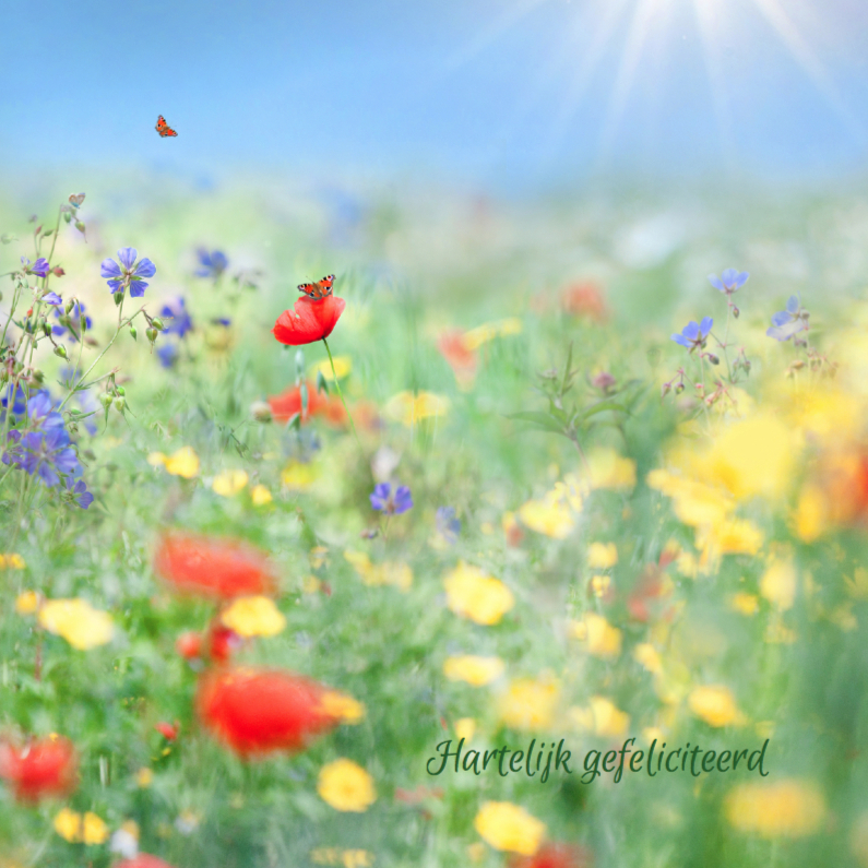 Vertel het met zomerbloemen - Verjaardagskaarten Verjaardagskaarten - Vertel het met zomerbloemen