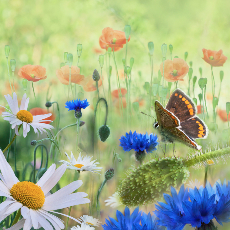 Weidebloemen met vlinder - Verjaardagskaarten Verjaardagskaarten - Weidebloemen met vlinder