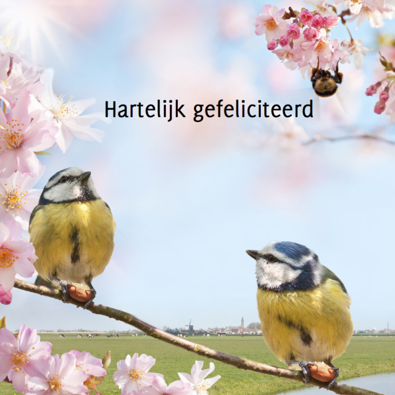 Zomer met pimpelmezen - Verjaardagskaarten Verjaardagskaarten - Zomer met pimpelmezen