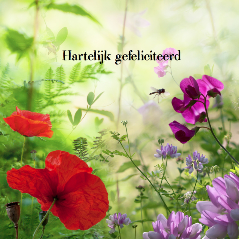 Zomerbloemen met insecten - Verjaardagskaarten Verjaardagskaarten - Zomerbloemen met insecten