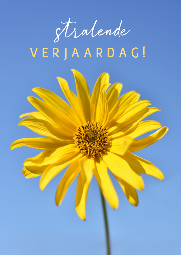 Zomerse verjaardagskaart met foto van vrolijke gele boem - Verjaardagskaarten Verjaardagskaarten - Zomerse verjaardagskaart met foto van vrolijke gele boem