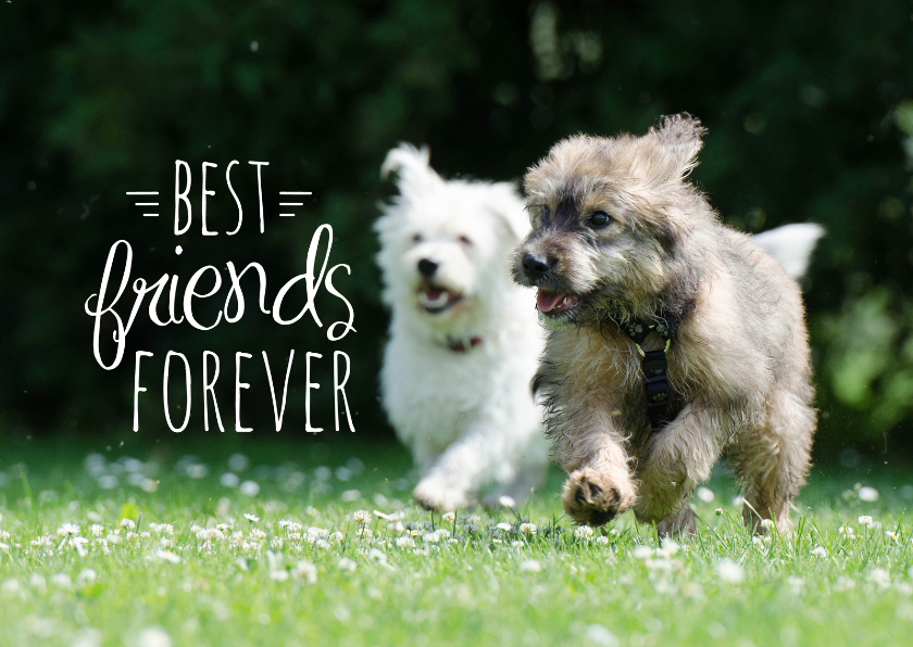 Vriendschap kaarten - Dieren honden vriendschap