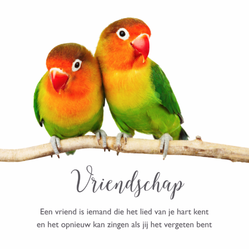 Vriendschap kaart 2 lieve vogeltjes - Vriendschap kaarten Vriendschap kaarten - Vriendschap kaart 2 lieve vogeltjes