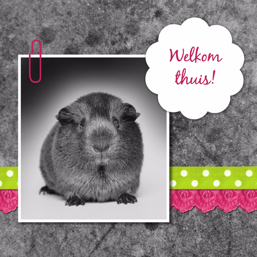 Cavia met linten - DH - Welkom thuis kaarten Welkom thuis kaarten - Cavia met linten - DH
