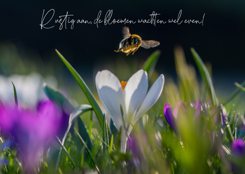 Beterschapskaart met bloemen en een vliegende hommel - Wenskaarten Wenskaarten - Beterschapskaart met bloemen en een vliegende hommel
