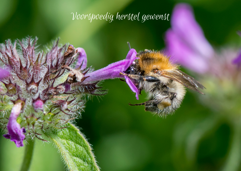 Wenskaarten - Beterschapskaart met paarse bloem en een mooie bij