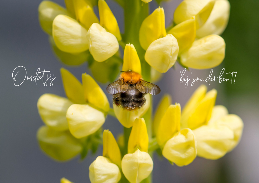 Wenskaarten - Beterschapskaart met vrolijke gele bloemen en een bij