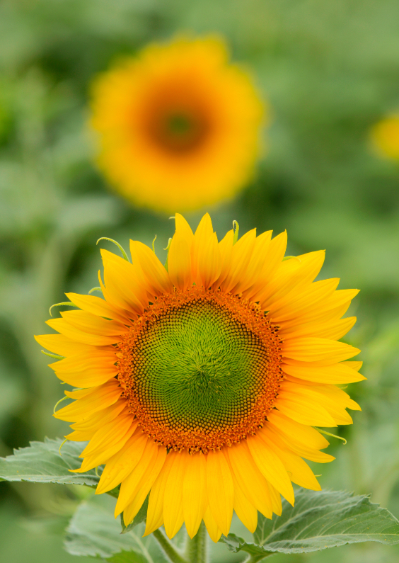 Wenskaarten - Bloeiende zonnebloemen