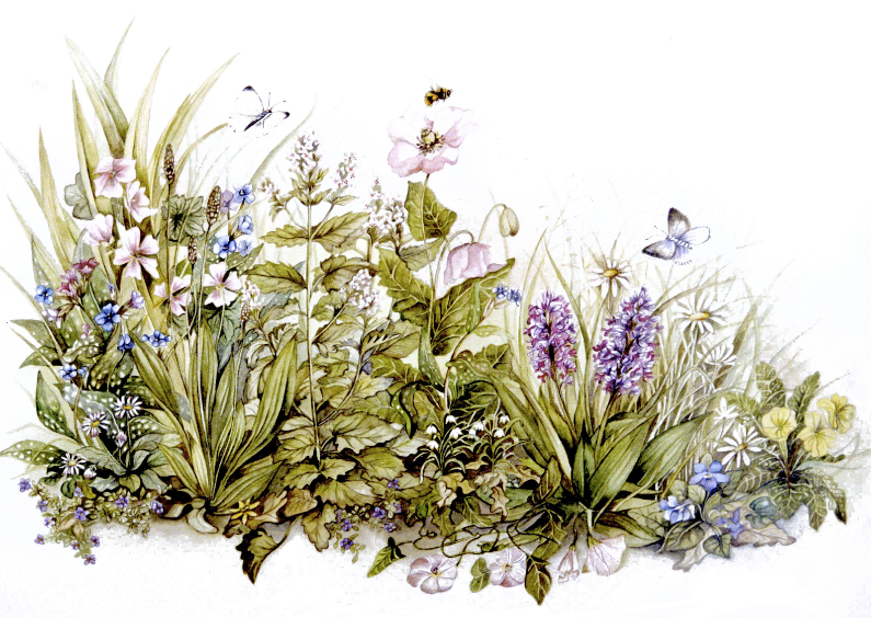 Wenskaarten - bloemen en kruiden ansichtkaart
