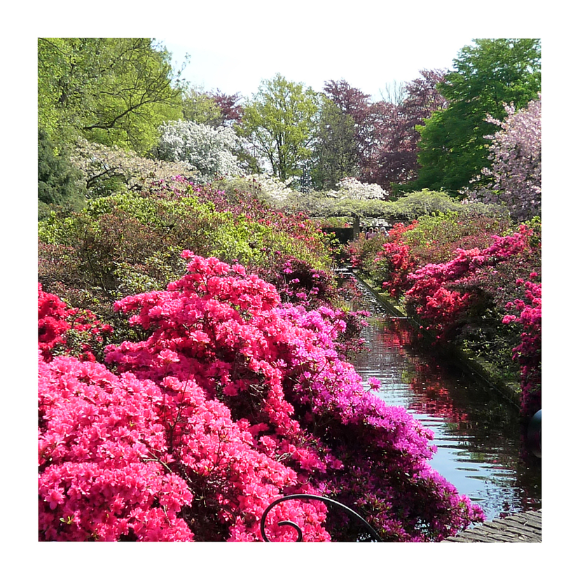 Wenskaarten - Bloemen Rododendron pracht