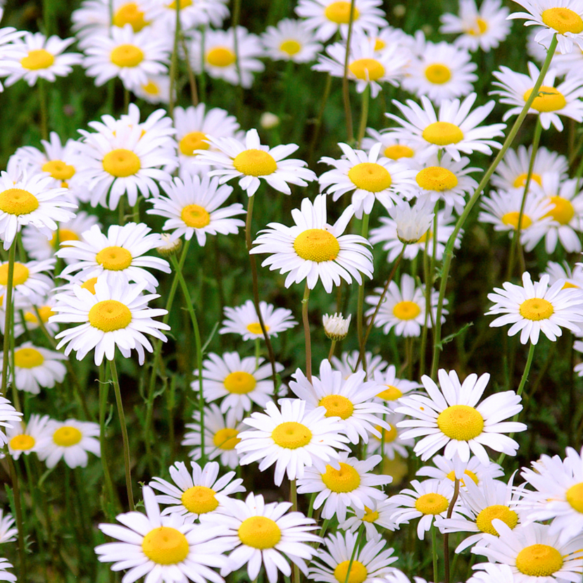 Wenskaarten - Bloemenkaart madeliefjes