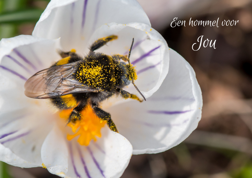 Wenskaarten - Bloemenkaart met gestreepte hommel in een crocus