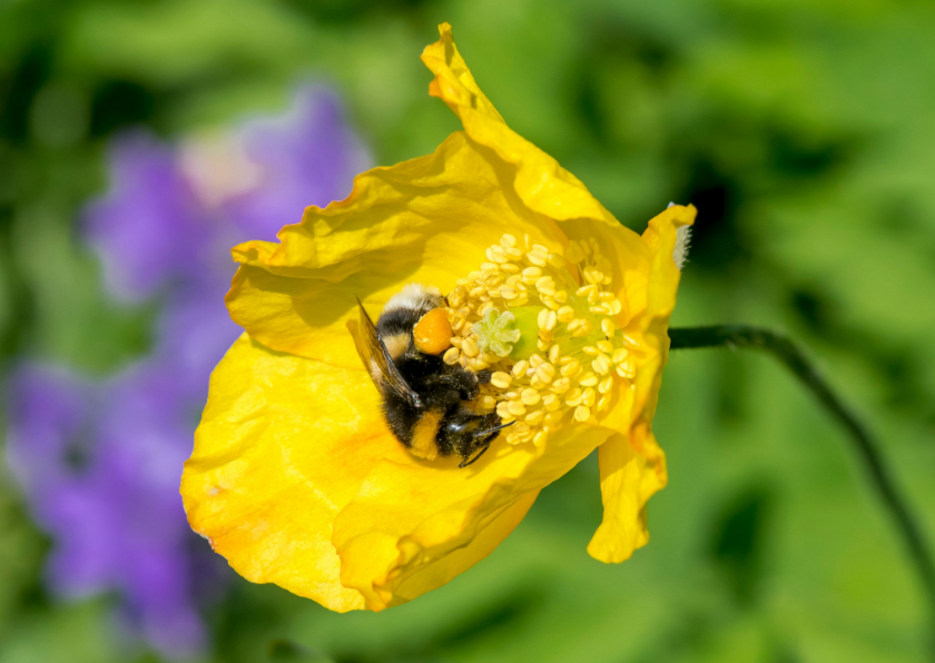 Wenskaarten - Bloemenkaart met knalgele klaproos en een mooie bij