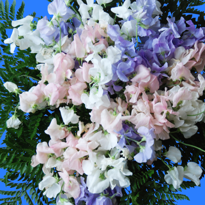 Wenskaarten - Bloemenkaart paars,roze,wit