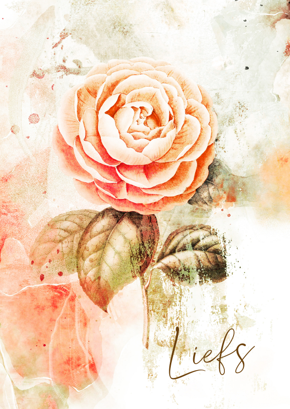 Wenskaarten - Bloemenkaart roos volle bloei