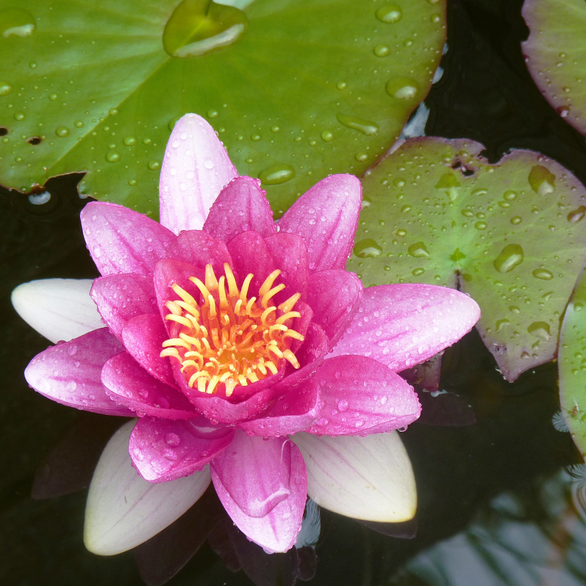 Wenskaarten - Bloemenkaart  roze waterlelie