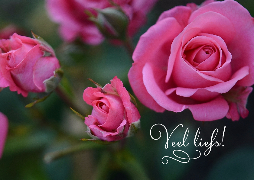 Wenskaarten - Bloemenkaart rozen veel liefs
