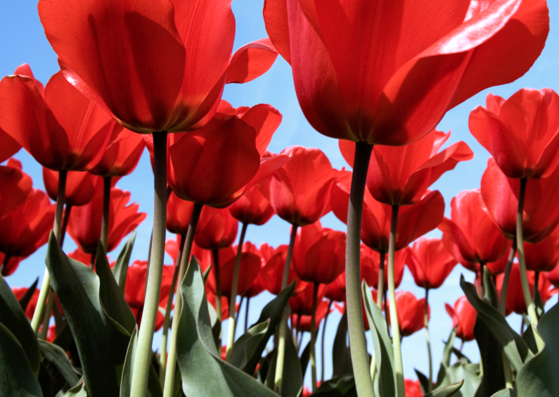 Bloemenkaart Tulpenveld - BK - Wenskaarten Wenskaarten - Bloemenkaart Tulpenveld - BK