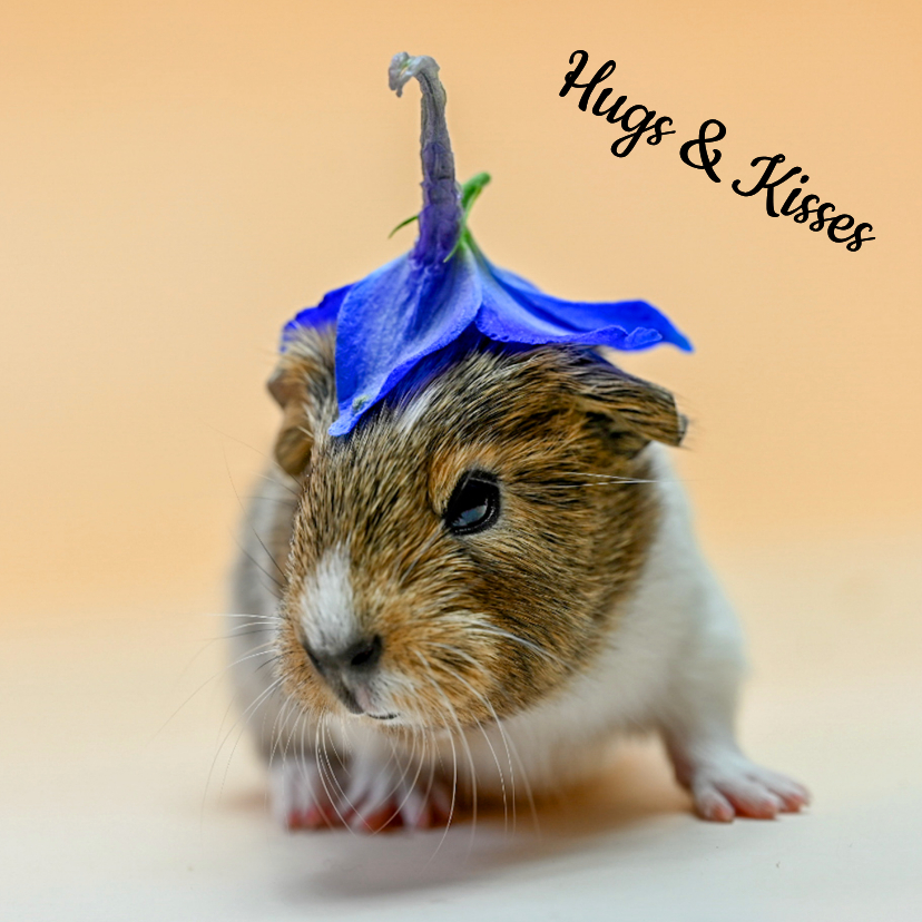 Cavia Hugs & Kisses - Wenskaarten Wenskaarten - Cavia Hugs & Kisses