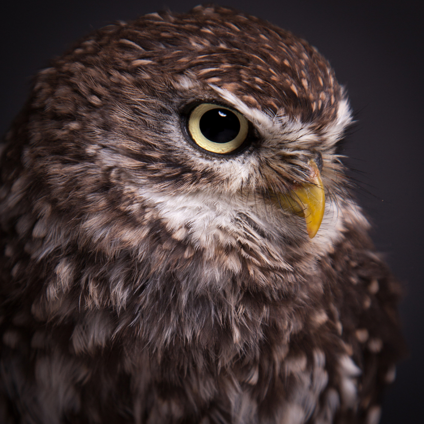 Wenskaarten - Dieren kaart - Uil - Steenuil