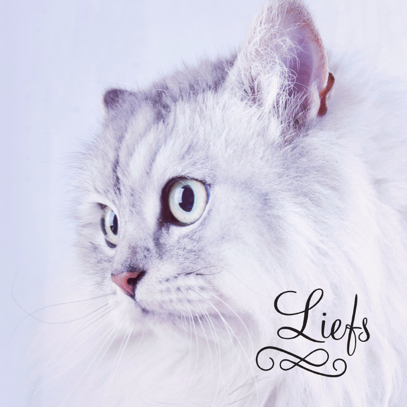 Dieren kat liefs - Wenskaarten Wenskaarten - Dieren kat liefs