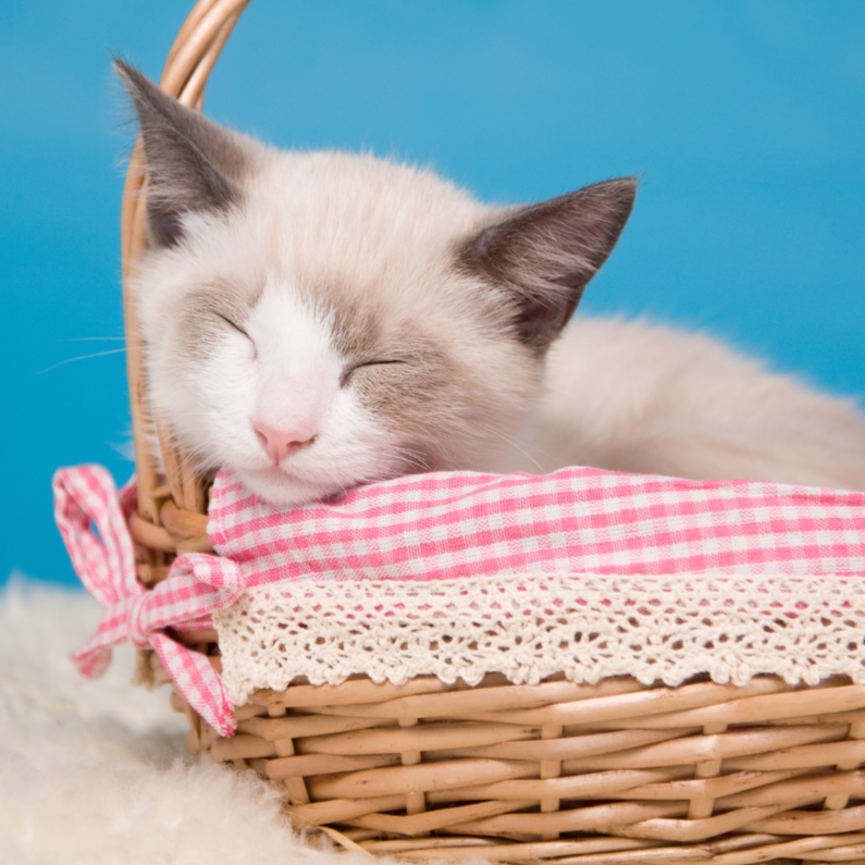 Wenskaarten - Dieren - Kitten slapend mandje