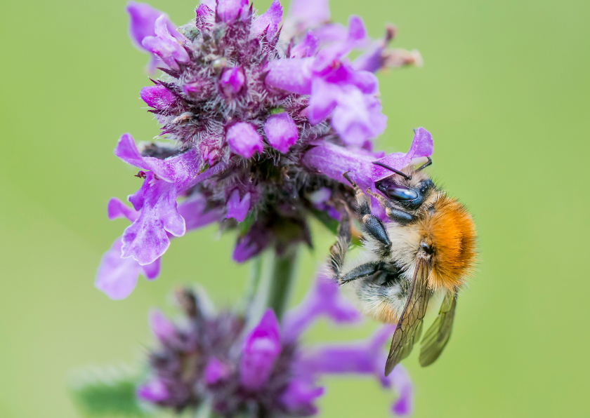 Wenskaarten - Dierenkaart bij op paarse bloem