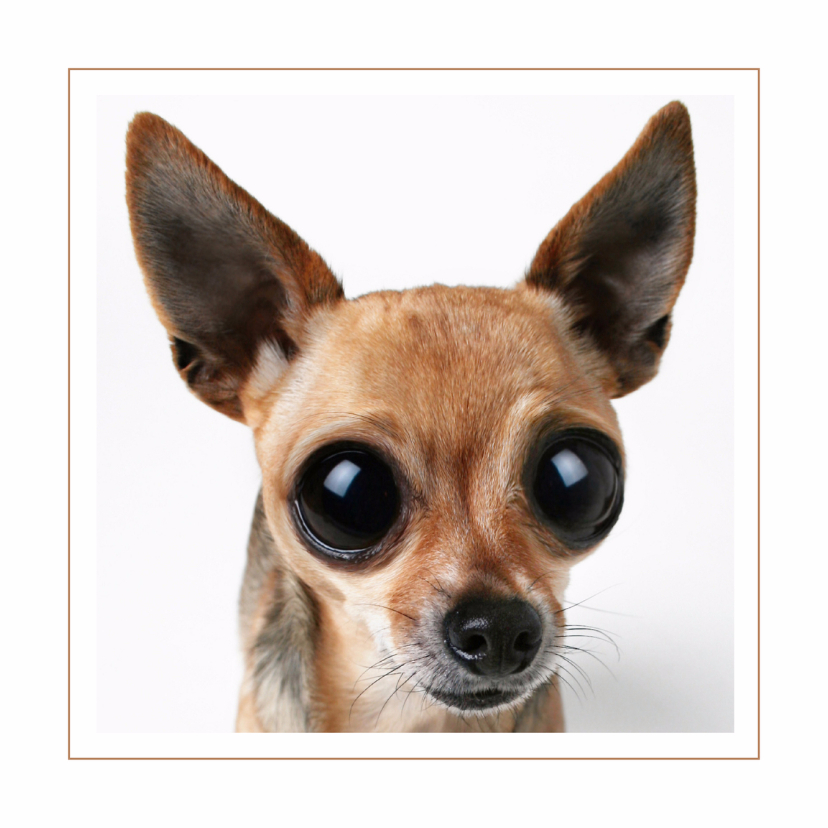 Wenskaarten - Dierenkaart Chihuahua
