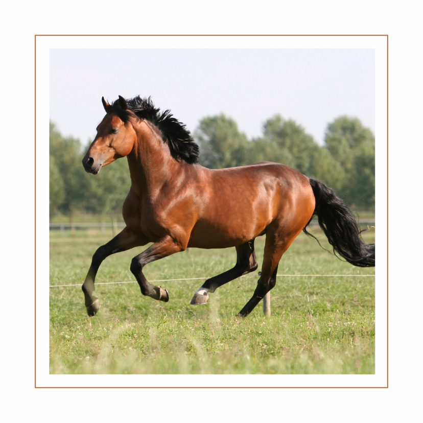 Wenskaarten - Dierenkaart galopperend paard