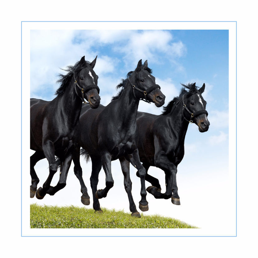 Wenskaarten - Dierenkaart galopperende paarden