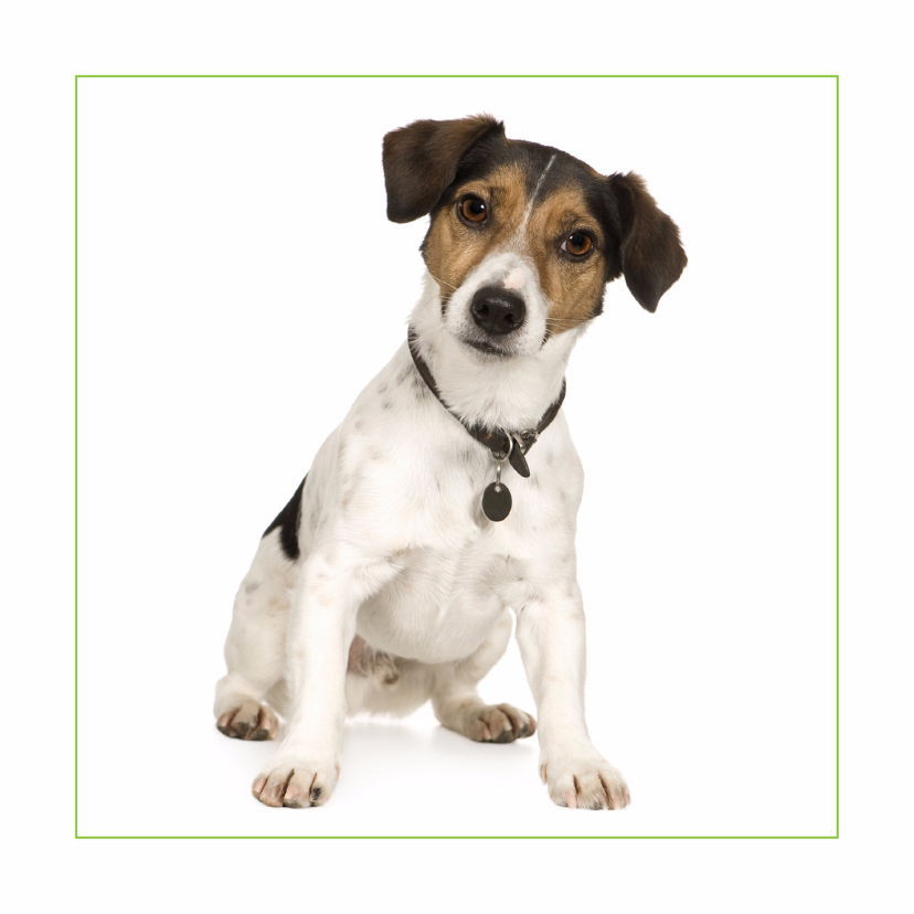 Dierenkaart Jack russel - Wenskaarten Wenskaarten - Dierenkaart Jack russel