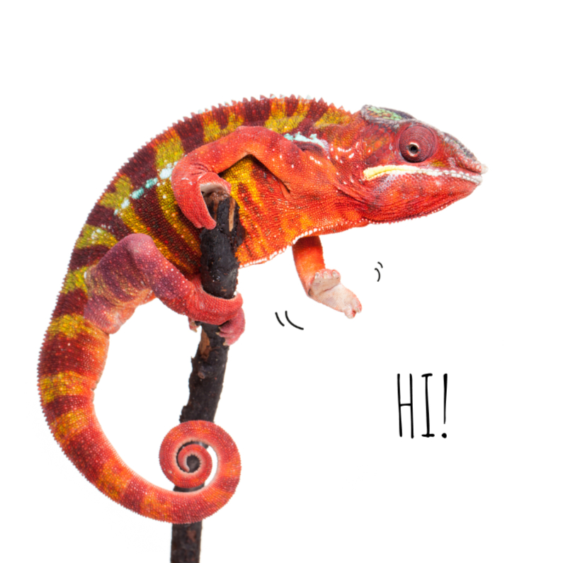 Dierenkaart Kameleon - Saying Hi! - Wenskaarten Wenskaarten - Dierenkaart Kameleon - Saying Hi!