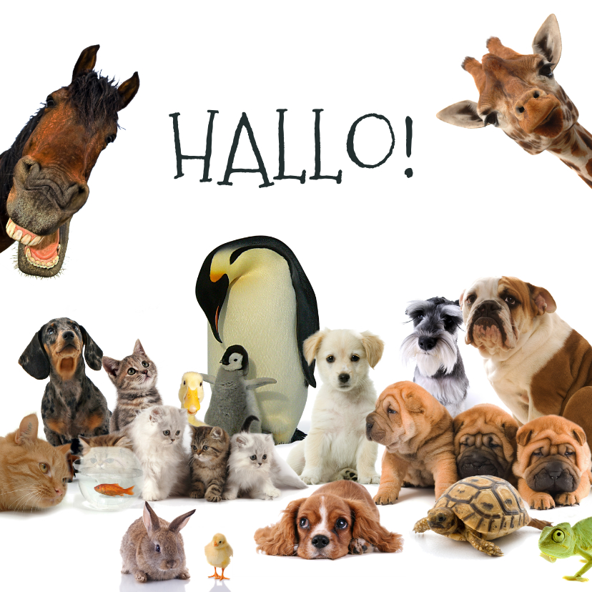 Wenskaarten - Dierenkaart met allemaal verschillende dieren
